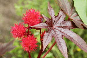 native plant alternatives to ricinus communis شرکت زیبایی سلامت دانژه