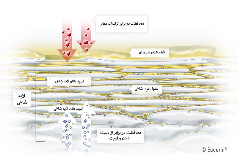 EUCERIN INT Skin structure 03 شرکت زیبایی سلامت دانژه