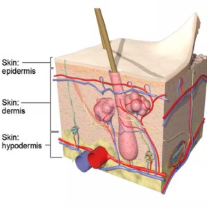 skin microanatomy layers 990x990 شرکت زیبایی سلامت دانژه